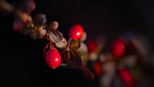 Preview wallpaper barberry, berries, leaves, branches, macro, dark