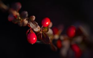 Preview wallpaper barberry, berries, leaves, branches, macro, dark