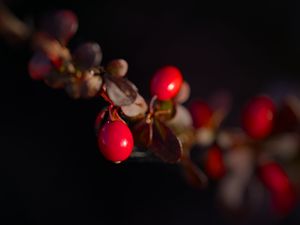 Preview wallpaper barberry, berries, leaves, branches, macro, dark