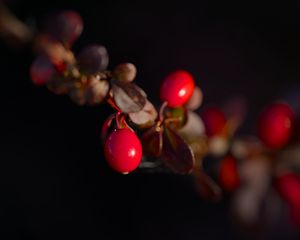 Preview wallpaper barberry, berries, leaves, branches, macro, dark