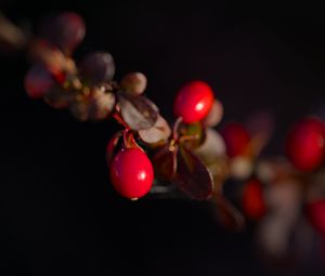 Preview wallpaper barberry, berries, leaves, branches, macro, dark