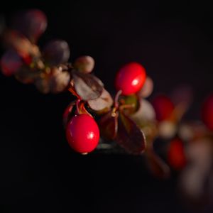 Preview wallpaper barberry, berries, leaves, branches, macro, dark