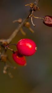 Preview wallpaper barberry, berries, macro, red