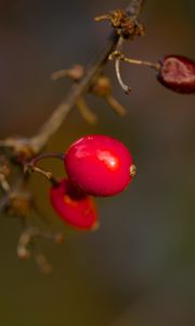 Preview wallpaper barberry, berries, macro, red