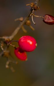 Preview wallpaper barberry, berries, macro, red