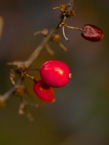 Preview wallpaper barberry, berries, macro, red