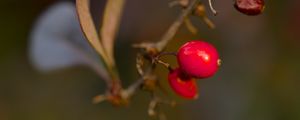 Preview wallpaper barberry, berries, macro, red