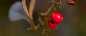 Preview wallpaper barberry, berries, macro, red