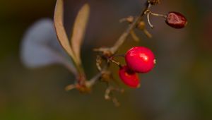 Preview wallpaper barberry, berries, macro, red