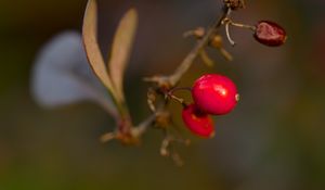 Preview wallpaper barberry, berries, macro, red