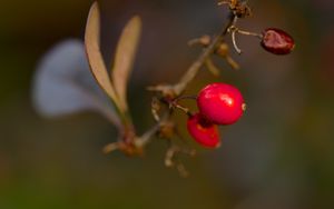 Preview wallpaper barberry, berries, macro, red