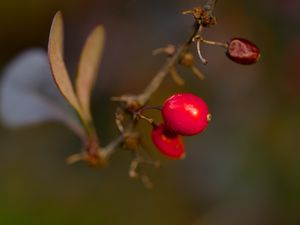 Preview wallpaper barberry, berries, macro, red