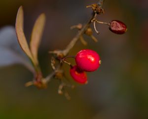 Preview wallpaper barberry, berries, macro, red