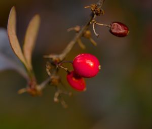 Preview wallpaper barberry, berries, macro, red
