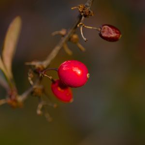 Preview wallpaper barberry, berries, macro, red