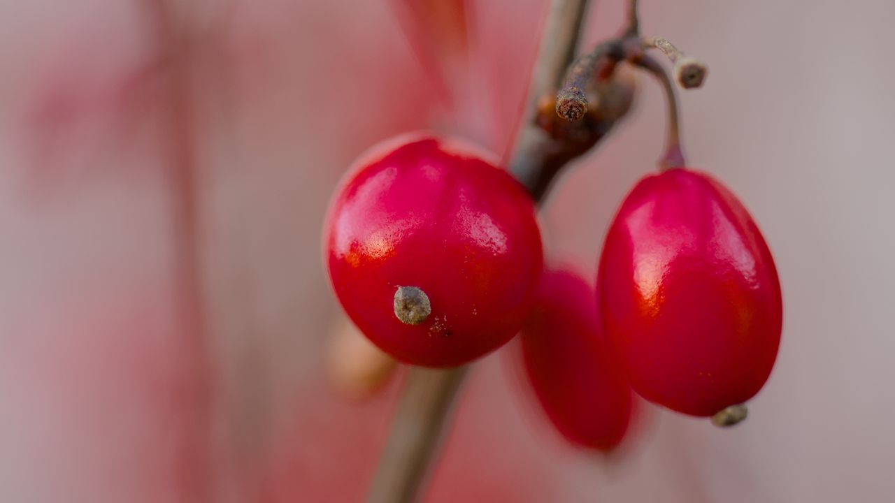 Wallpaper barberry, berries, red, macro