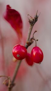 Preview wallpaper barberry, berries, red, macro