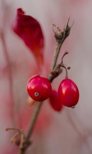 Preview wallpaper barberry, berries, red, macro