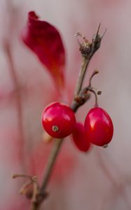 Preview wallpaper barberry, berries, red, macro