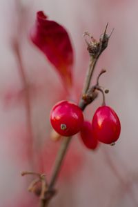 Preview wallpaper barberry, berries, red, macro