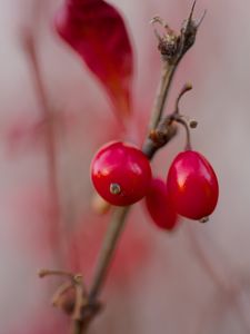 Preview wallpaper barberry, berries, red, macro