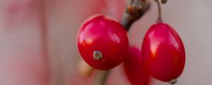 Preview wallpaper barberry, berries, red, macro