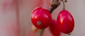 Preview wallpaper barberry, berries, red, macro