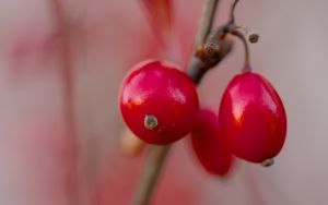 Preview wallpaper barberry, berries, red, macro