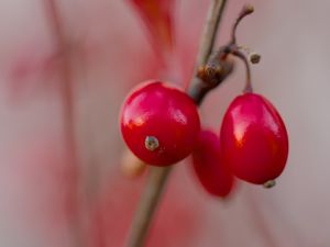 Preview wallpaper barberry, berries, red, macro