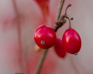 Preview wallpaper barberry, berries, red, macro