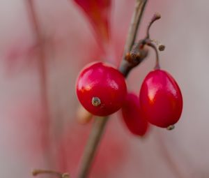 Preview wallpaper barberry, berries, red, macro