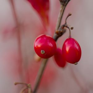 Preview wallpaper barberry, berries, red, macro