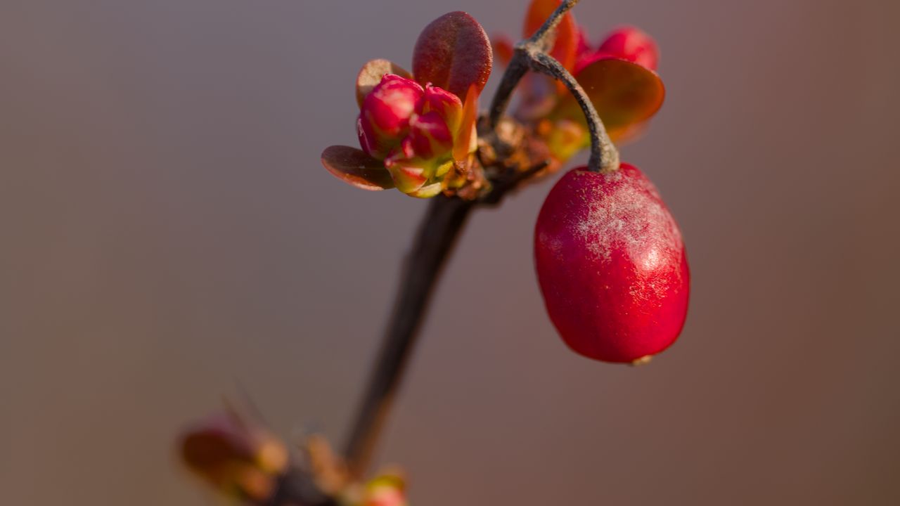 Wallpaper barberry, berry, branch, plant, red, macro