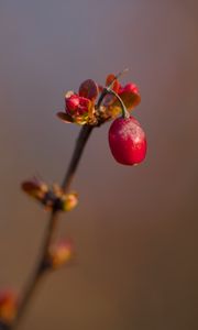 Preview wallpaper barberry, berry, branch, plant, red, macro