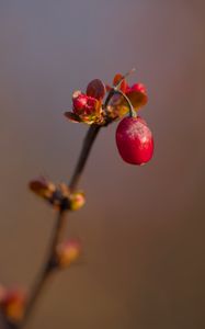 Preview wallpaper barberry, berry, branch, plant, red, macro