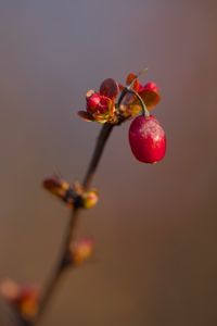 Preview wallpaper barberry, berry, branch, plant, red, macro