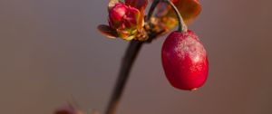 Preview wallpaper barberry, berry, branch, plant, red, macro