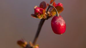 Preview wallpaper barberry, berry, branch, plant, red, macro