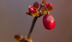 Preview wallpaper barberry, berry, branch, plant, red, macro