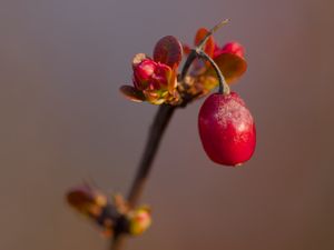 Preview wallpaper barberry, berry, branch, plant, red, macro