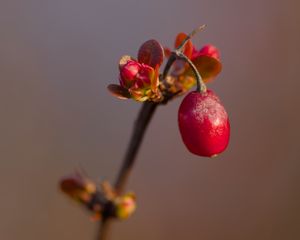 Preview wallpaper barberry, berry, branch, plant, red, macro