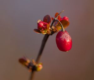 Preview wallpaper barberry, berry, branch, plant, red, macro