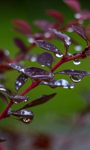 Preview wallpaper barberry, branch, leaves, drops, rain, macro