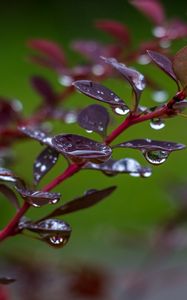 Preview wallpaper barberry, branch, leaves, drops, rain, macro