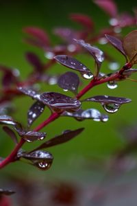 Preview wallpaper barberry, branch, leaves, drops, rain, macro