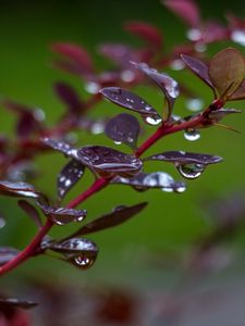 Preview wallpaper barberry, branch, leaves, drops, rain, macro