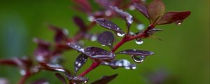 Preview wallpaper barberry, branch, leaves, drops, rain, macro