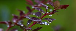 Preview wallpaper barberry, branch, leaves, drops, rain, macro