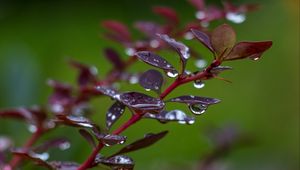 Preview wallpaper barberry, branch, leaves, drops, rain, macro