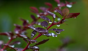 Preview wallpaper barberry, branch, leaves, drops, rain, macro